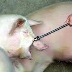 Pig slaughter