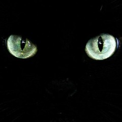Dead Of Night