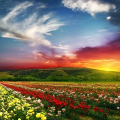 Datura - Yerba Del Diablo(Aribba Yagui)