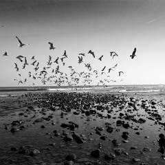 Black Seagulls