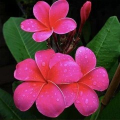 Ou matagali fakatusa kite masina