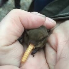 Night Of The Cuckoo Batwalk (disquiet0216-thinlayers)