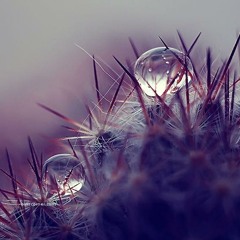 Little Rain Drop