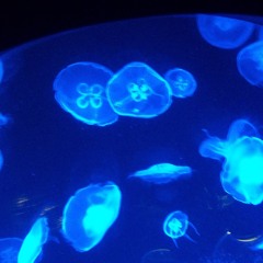 foreigners tweety bird - instrumental