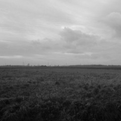 Trading Trees For Ugly Landscapes