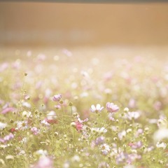 Flower Waltz