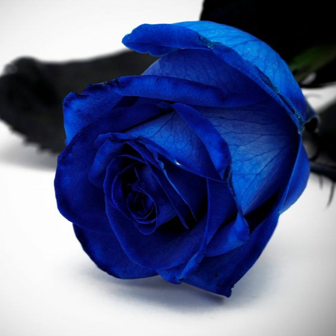 Stream Una Rosa Blu - Michele Zarrillo ( Cover Pietro Nappi ) by 