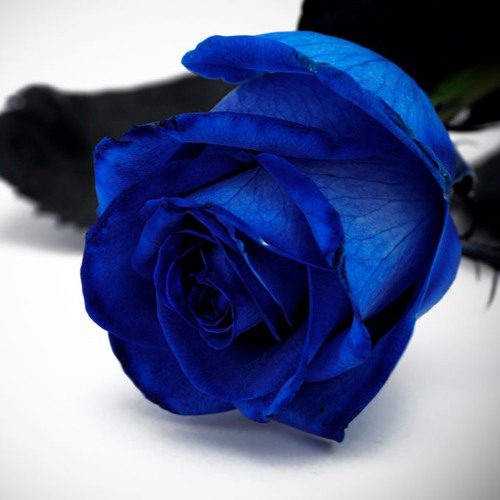 Una Rosa Blu - Michele Zarrillo ( Cover Pietro Nappi )