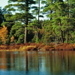 insects n pinecones (augmented) (disquiet0216)