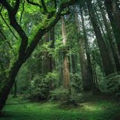 Jungle - Sayer Harris & Sigma