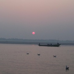 swimming with sharks