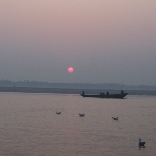 swimming with sharks