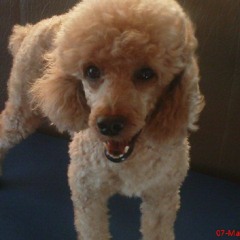 I'M UR DJ - ICE REDO