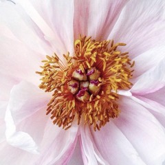 Chlorophyll - Extended Version