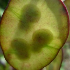 Kids Friends and Your Dad (KFYD)