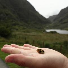 Mr Beveridge's Maggot