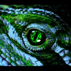 Fevzi Yılmaz - Lizard (Original Mix)