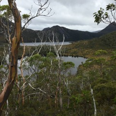 Birds at Cradle Mountain–Lake St Clair National Park, Tasmania