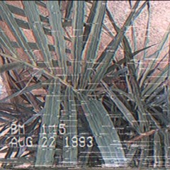 Tilla x ƒreddy.ƒisk - p o i s o n