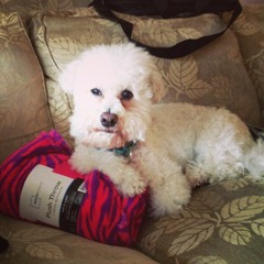 Dirty Heads - Dance All Night (PIHBWVB Bootleg)