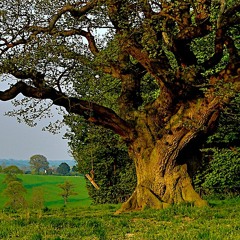 Oak Heart