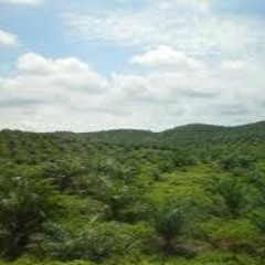 Interview mit Gesche Jürgens von Greenpeace