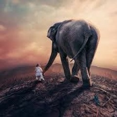 EDM NATION BIG ROOM( ZONDA )