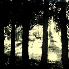 let's smoke cigarettes in the forest and smell the petrichor as the rain hits our foreheads