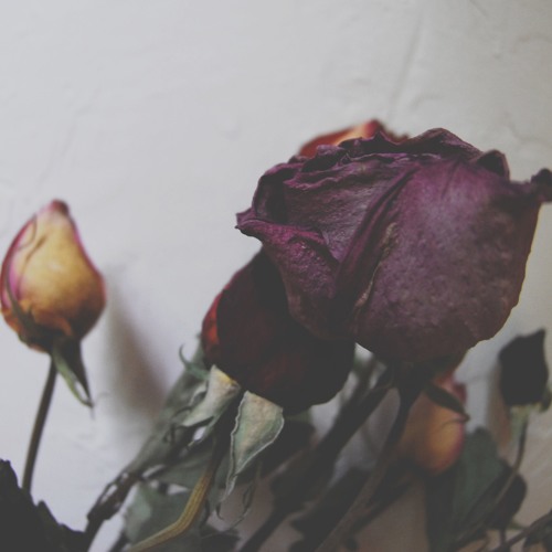 Raptures of Lovers - No Longer