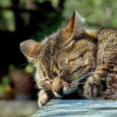 Sleepy Kitty
