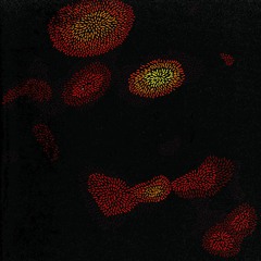 Not for the Masses...Best of 2016: So Far Edition