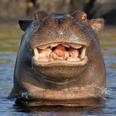 Häppi Hippo