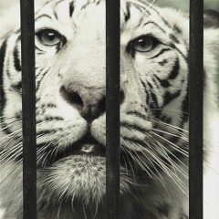 BEETA - Tigras už grotų