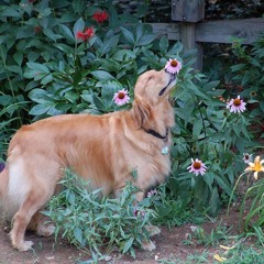 Songs Without Words Op.30 No.3