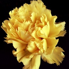 Louis The Child/NGHTMRE - Strange Burn Out *V&K EDIT*