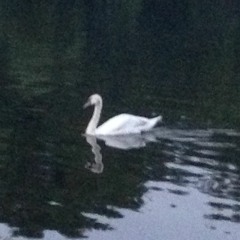 Carta a una desconocida- pánico (cover)