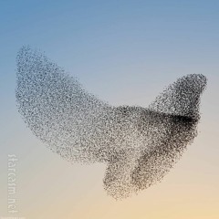 Murmuration -- played by Quaternity (premiere)