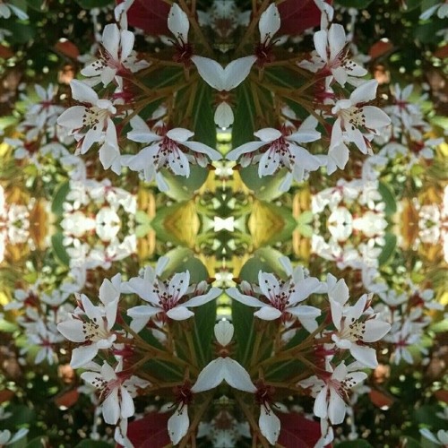 Bloom (w/Tojou)