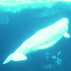 Ambient Sound for Underwater Diving