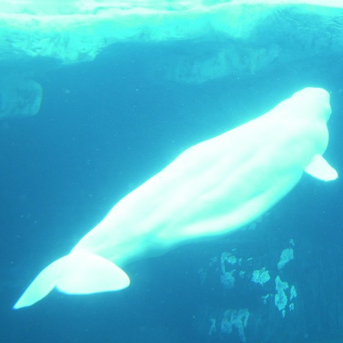 Ambient Sound for Underwater Diving