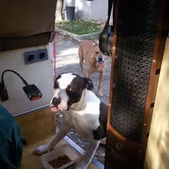 Soso (Tekno Tribe Live Set)