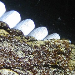 Messer und Brot, Stimmen wie ... / bread and knife alike, vocals