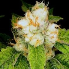 GRIZZSTEP & CYBERTRON - SMOKE WEED [EMILIAN WONK VIP] RIDDIM NETWORK FREE !