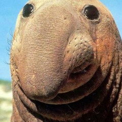 The Walrus with a happy nose
