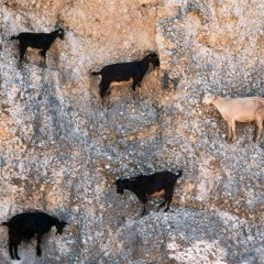 Indy Goat Farm