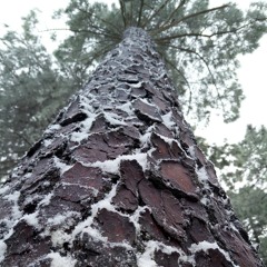 MAKJ & Timmy Trumpet   On Fire.mp3