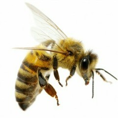 extremely funny fuck bees comedy joke meme humor