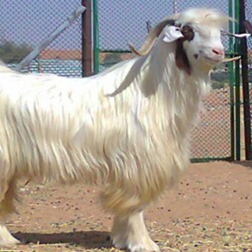 أين التيس يا علي