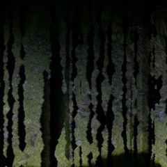 The resonating mating songs of the spiders from mars