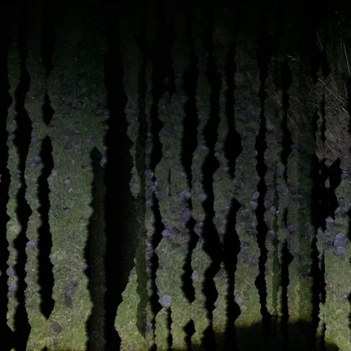 The resonating mating songs of the spiders from mars